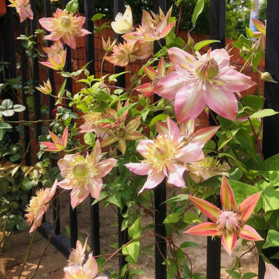 铁线莲花背景图
