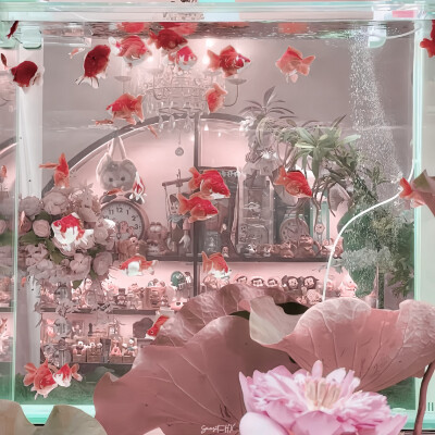 红色 夏天 玫瑰 小猫咪