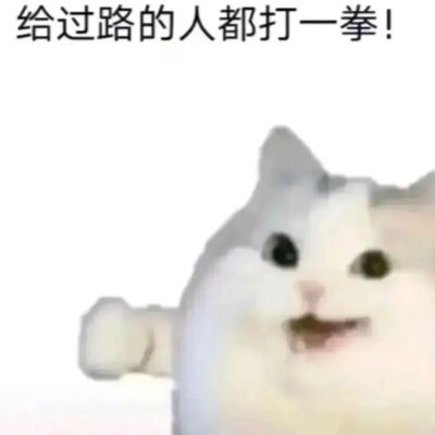猫猫表情包