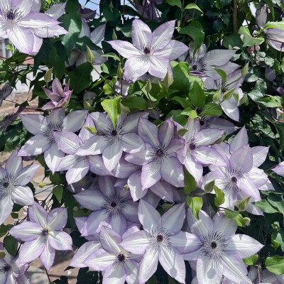 铁线莲花背景图
