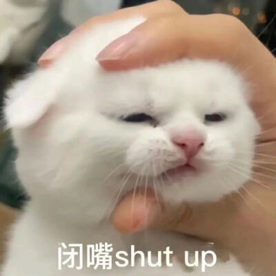 猫猫表情包