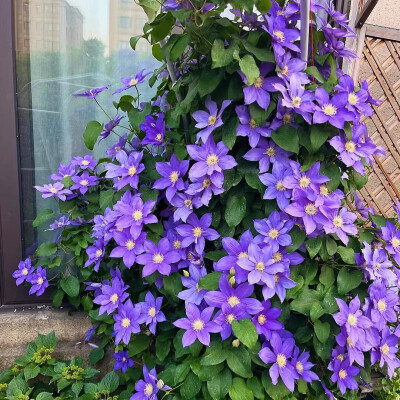 铁线莲花背景图