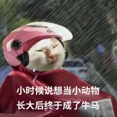 猫猫表情包
