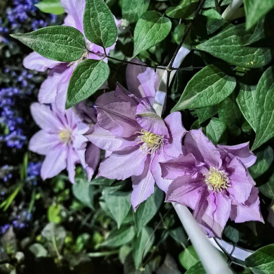 铁线莲花背景图