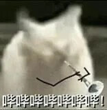 猫猫表情包