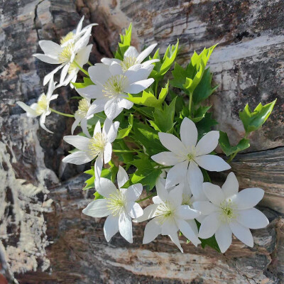 铁线莲花背景图