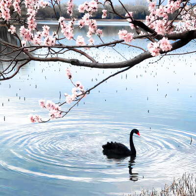 梨映春水芷