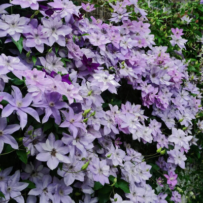 铁线莲花背景图
