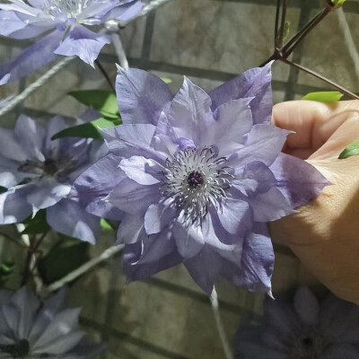 铁线莲花背景图