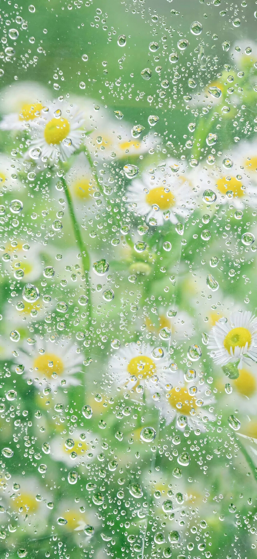 小雏菊