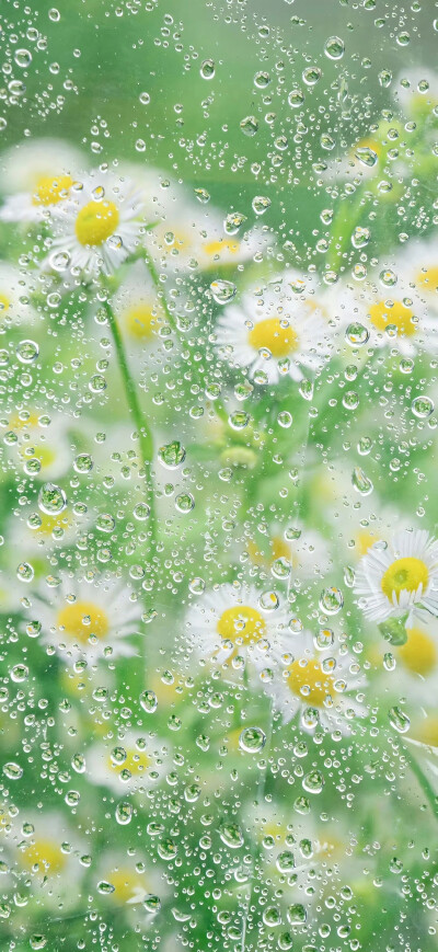 小雏菊