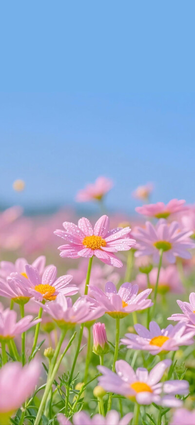 小雏菊