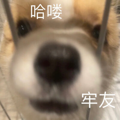 沙雕表情包