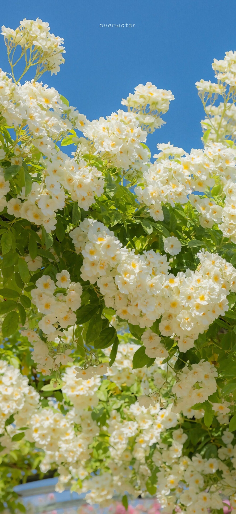 小雏菊