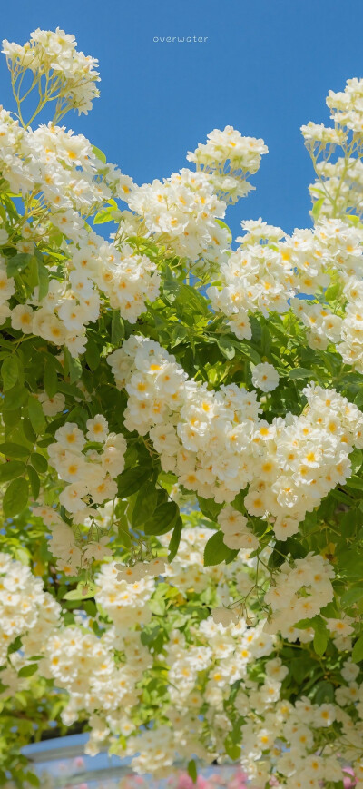 小雏菊