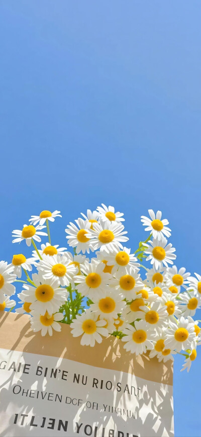 小雏菊