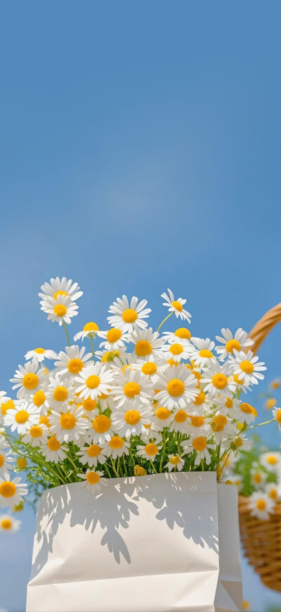 小雏菊