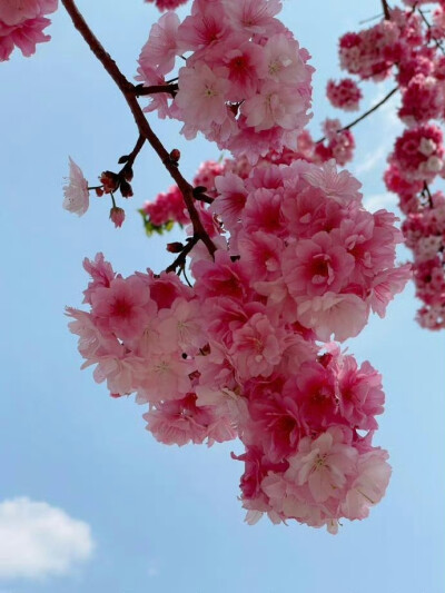春日樱