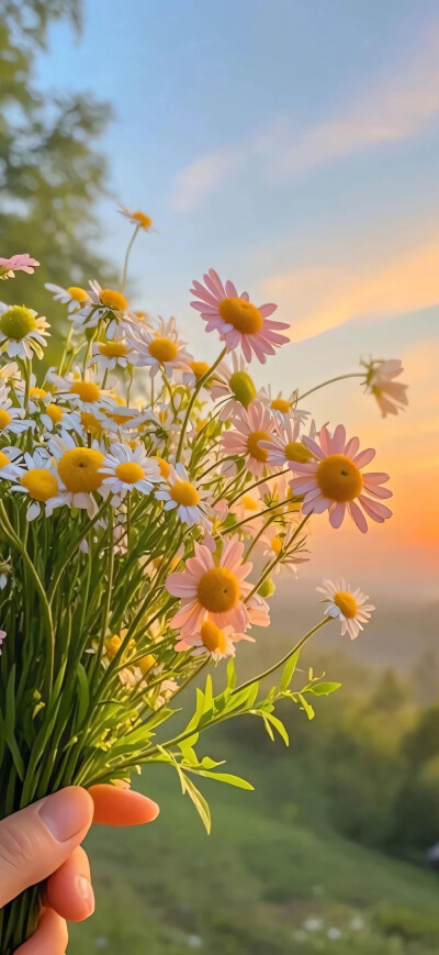 小雏菊