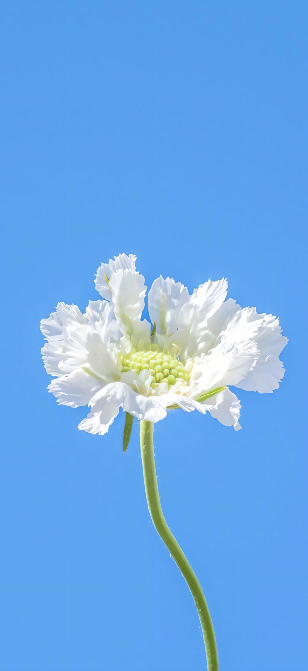 花儿
