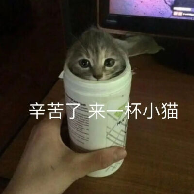 猫猫表情包