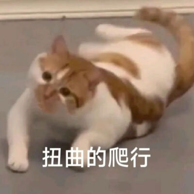 猫猫表情包
