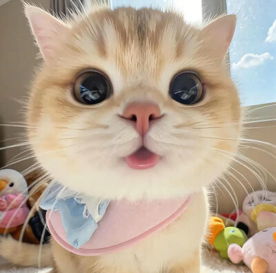 可爱猫咪