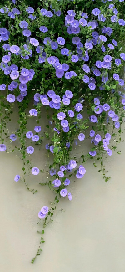 花儿