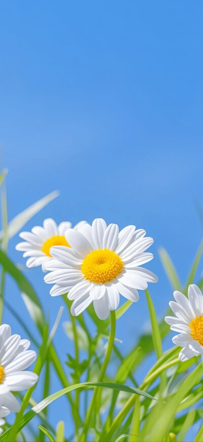 小雏菊