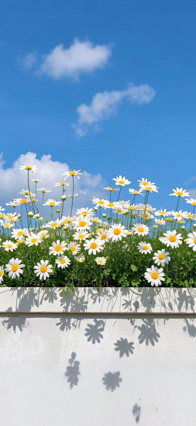 小雏菊
