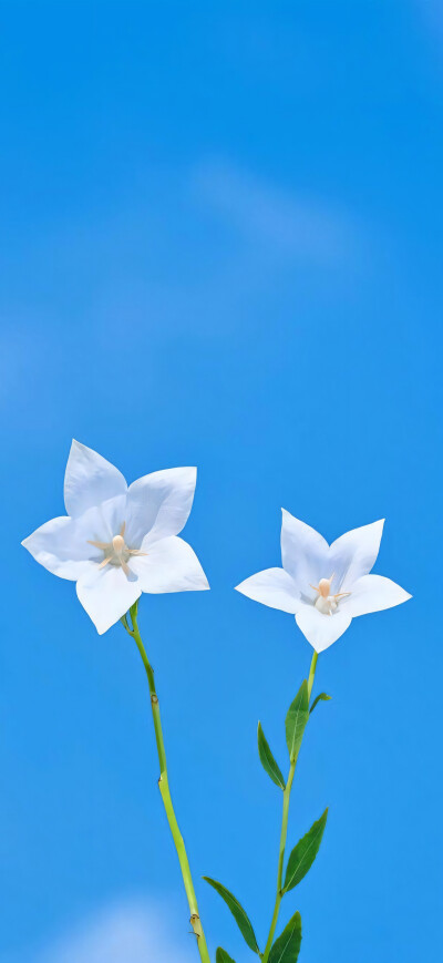 花儿