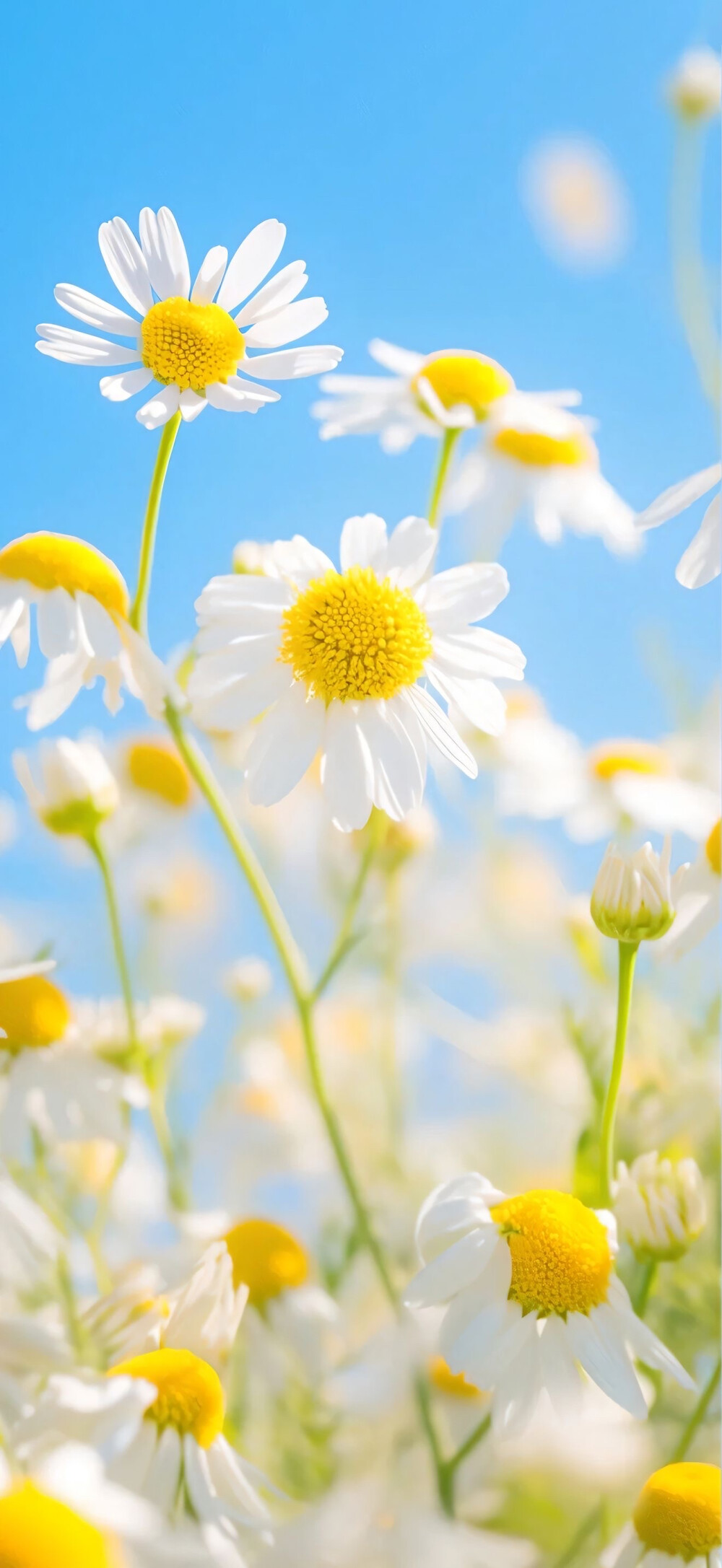 小雏菊