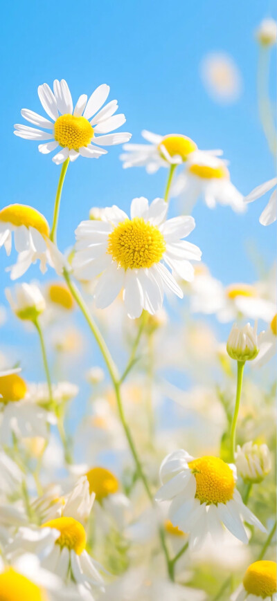 小雏菊