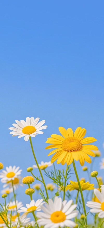 小雏菊