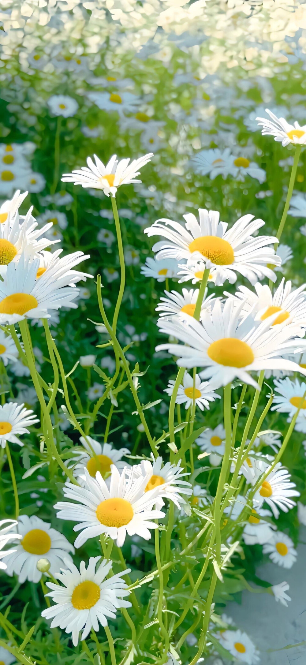 小雏菊