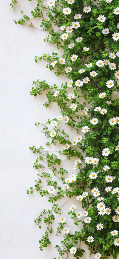 小雏菊