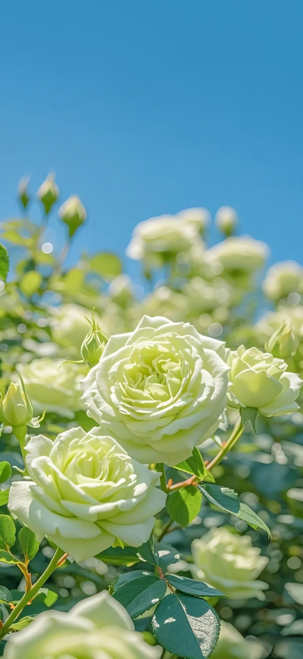 花儿