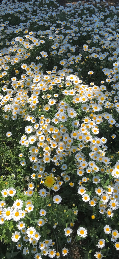 小雏菊