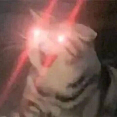 猫猫表情包