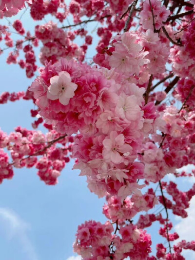 春日樱