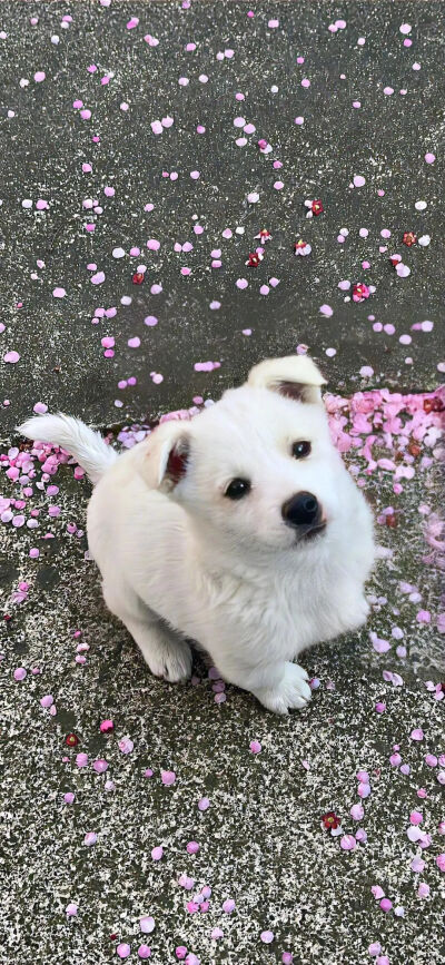 侵删