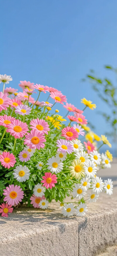 小雏菊