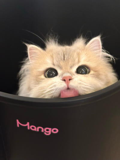猫咪