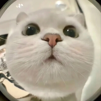 猫咪