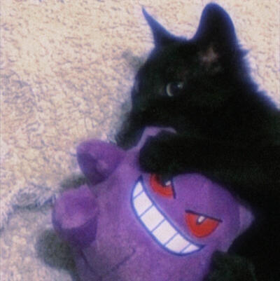 猫咪