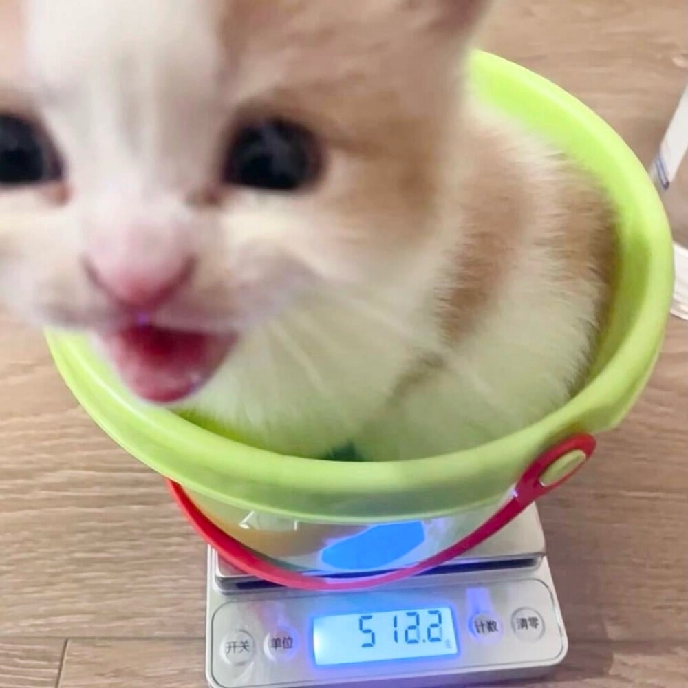 花枝鼠你好可怕