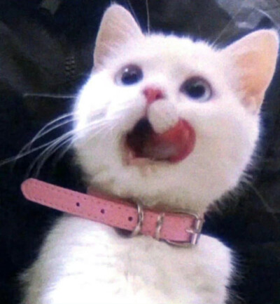 猫咪