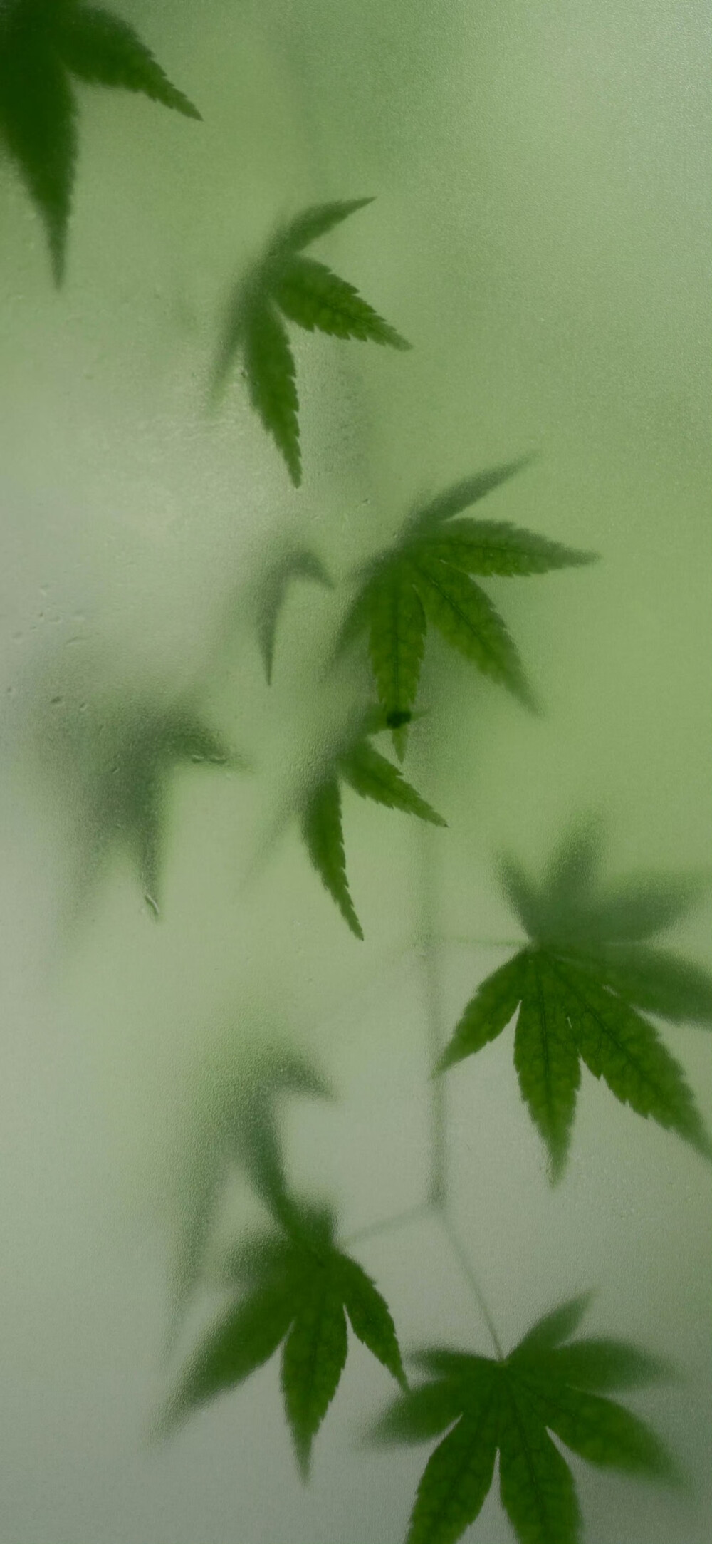 绿色系｜手机壁纸｜搬运网络 侵删