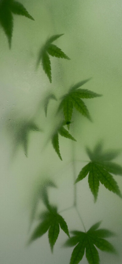 绿色系｜手机壁纸｜搬运网络 侵删