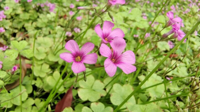 红花酢浆草开出俏美小红花
